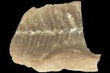Fossil Fern (Pecopteris) - Mazon Creek #121061-1